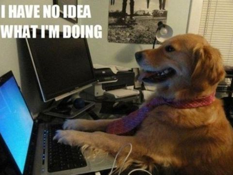 Dog on computer: I have no idea what I'm doing